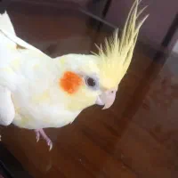 دو تا، عروس هلندی سخنگو