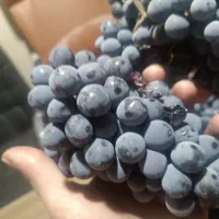انگور سیاه کلستان