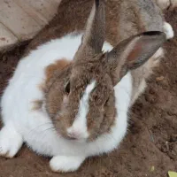 فروش تعدادی خرگوش