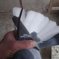 گفتر پرشی|پرنده|ری, دولت‌آباد|دیوار