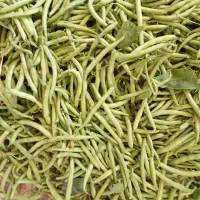 لوبیا سبز