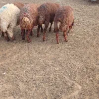 بره|حیوانات مزرعه|کوهنانی, |دیوار