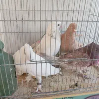 گرفتنی|پرنده|قم, انسجام|دیوار