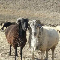 بره قلم آبی گوسفند زودپز