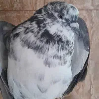 اعددسوسکی پرشی