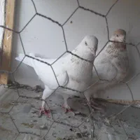 کبوتر. یک جفت ماده عتیقه|پرنده|بروجن, |دیوار