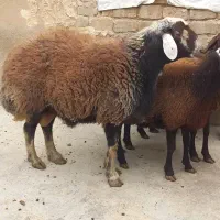 بره نر وماده|حیوانات مزرعه|فامنین, |دیوار