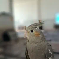 عروس هلندی سینامون|پرنده|کرمانشاه, |دیوار