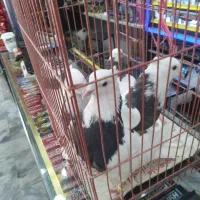 ۵ عدد کفتر طوقی سیاه