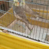 سخنگو|پرنده|قرچک, صالح آباد|دیوار