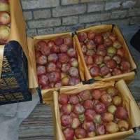 سیب قرمز سفید