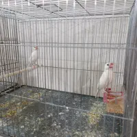 یک جفت فنج نرگسی سفید