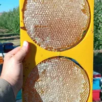 عسل طبیعی واصل کوهستان های سردشت