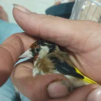 سهره ،قناری