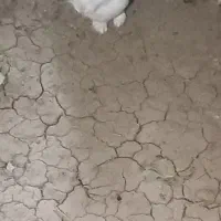 خرگوش|موش و خرگوش|اصفهان, کوی راه حق|دیوار