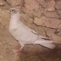 کبوتر موشی نقره ای و کله سیاه