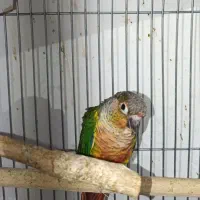 فروش طوطی گرینچیک