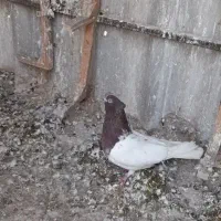 کفتر پرشی به شرط|پرنده|مشهد, فاطمیه|دیوار