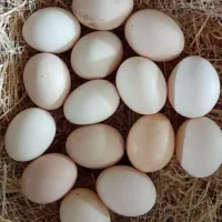 تخم نطفه دار مرغ محلی