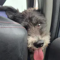 واگذاری رایگان سگ تریر