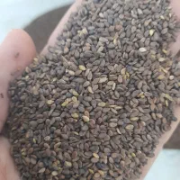 کنجدتمیز|عمدهفروشی|شادگان, |دیوار