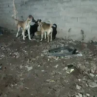 سگ سرابی  سه  دانه فی 16|سگ|اهر, |دیوار