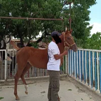 کره مادیان عرب