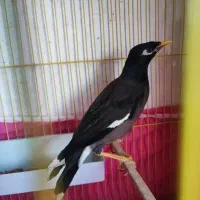 مرغ مینا