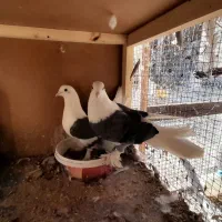 کبوتر دوکت|پرنده|سامان, |دیوار