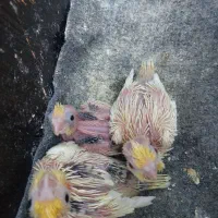 عروس هلندی مولد با سه جوجه سه هفته ای|پرنده|اهر, |دیوار