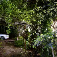 ویلا جنگلی کوهستانی|فروش خانه و ویلا|کجور, |دیوار