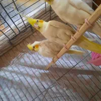عروس هلندی|پرنده|اصفهان, طامه|دیوار
