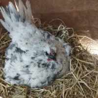 تخم مرغ نطفه دار گلین لری|حیوانات مزرعه|قم, نیروگاه|دیوار