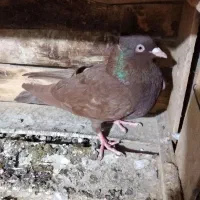 کبوتر رنگی|پرنده|برازجان, |دیوار