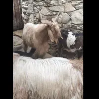 کاوه قوچ بختیاری و پازن|حیوانات مزرعه|سوق, |دیوار