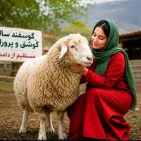 بشتابیدگوسفند*۱۰ میلیون تومان ارزانتر از بازار دام