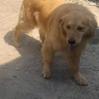 گلدن نربااصالت جهت کشش با گلدن ماده شما|سگ|لاهیجان, بازکیاگوراب|دیوار