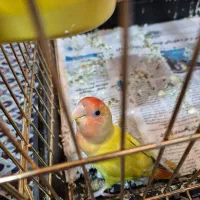 طوطی برزیلی