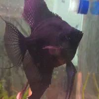 ماهی آنجل مخمل