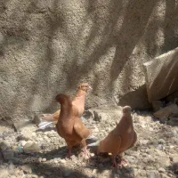 جاده اهواز آبادان روستای دریسیه .معاوضه هم دارم|پرنده|شادگان, |دیوار