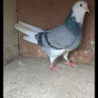کبوتر آس