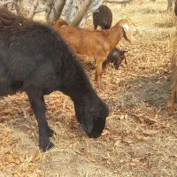 فروش گوسفند بز و بزغاله|حیوانات مزرعه|میاندوآب, |دیوار