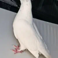 کبوتر