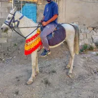 نریون عرب سواری دار رام|اسب و تجهیزات اسب‌سواری|تهران, آذری|دیوار
