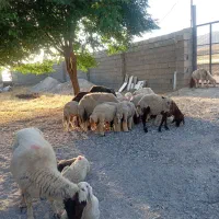 گوسفند فروش