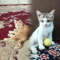 دو بچه گربه بازیگوش