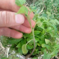 نشا گوجه ریز (کردی)