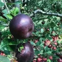 خرید بدون واسطه و مطمعن انواع ارقام نهال با کیفیت|خدمات باغبانی و درختکاری|شیراز, دارالرحمه|دیوار