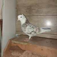 کفتر شازده سرور ماده