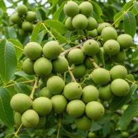 فروش عمده نهال|گل و گیاه طبیعی|شهریار, شهریار|دیوار